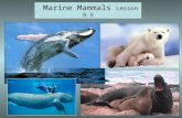 Marine Mammals Lesson 9.5. Diverse groups of land mammals that have adapted to life in the ocean: all have hair, bear live young and nurse their offspring.