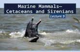 Marine Mammals—Cetaceans and Sirenians Lecture 9.