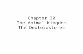 Chapter 30 The Animal Kingdom The Deuterostomes. Deuterostomes 2 nd main branch of animal kingdom Mouth second, Anus first Radial cleavage, indeterminate.