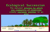 Ecological Succession The natural process by which one community of organisms slowly replaces another in an area.