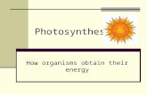 Photosynthesis How organisms obtain their energy.