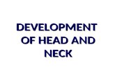 DEVELOPMENT OF HEAD AND NECK. Vývoj hlavy, krku pharyngeal arches Carnegie 13 (28 – 32 days) 4 – 6 mm, 30 somites.