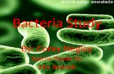 Bacteria Study By: Corey Negley Special Thanks To: Mrs. Bonnett.