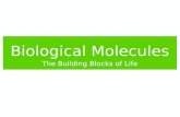 Biological Molecules The Building Blocks of Life.