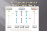Your body’s communication network & control center Peripheral Nervous System (PNS)-gathers info from inside & outside the body Central Nervous System.