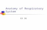 Anatomy of Respiratory System EX 36. Organization and Functions of the Respiratory System Consists of an upper respiratory tract (nose to larynx) and.