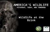 A MERICA ’ S W ILDLIFE Y ESTERDAY, T ODAY, AND T OMORROW Wildlife at the Brink.