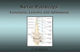 Nerve Pathways: Functions, Lesions and Adhesions D.Robbins.