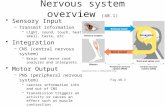 Nervous system overview (48.1) Sensory Input –Transmit information Light, sound, touch, heat smell, taste, etc Integration –CNS (central nervous system)