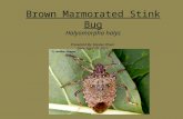 Brown Marmorated Stink Bug Halyomorpha halys Presented By: Kaydee Oliver Date: April 20, 2011.