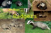 Badgers All about.... Badgers are very shy animals that live in family groups. They are usually nocturnal.