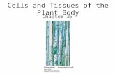 Cells and Tissues of the Plant Body Chapter 23. Origin of Primary Tissues Primary growth- formation of primary tissues. –Primary plant body.
