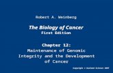 The Biology of Cancer First Edition Chapter 12: Maintenance of Genomic Integrity and the Development of Cancer Copyright © Garland Science 2007 Robert.