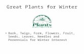 Great Plants for Winter Bark, Twigs, Form, Flowers, Fruit, Seeds, Leaves, Needles and Perennials for Winter Interest.