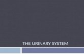 THE URINARY SYSTEM. The Problem – Nitrogenous Waste  As proteins and nucleic acids are catabolized, nitrogenous wastes, including ammonia, are produced.