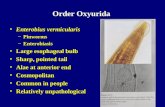 Order Oxyurida Enterobius vermicularisEnterobius vermicularis –Pinworms –Enterobiasis Large esophageal bulbLarge esophageal bulb Sharp, pointed tailSharp,