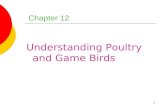 1 Chapter 12 Understanding Poultry and Game Birds.