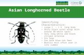Asian Longhorned Beetle Identifying Characteristics: Large 1” – 1 ½” long body Shiny black outer wings with around 20 white spots Very long white and black.