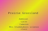 Prairie Grassland Addison Lucas Cameron Mrs.Studebakers science class 2005-2006.
