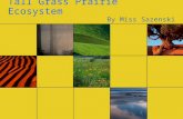 Tall Grass Prairie Ecosystem By Miss Sazenski. Location I am a Tall Grass Prairie. I am found all over the world—on every continent except Antarctica.