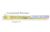 Grassland Biomes Chapter 8. 8.1 Grasslands Objectives Describe the characteristics of grasslands Identify where grasslands are located A grassland is.