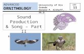 ADVANCED LEC 11 ORNITHOLOGY University of Rio Grande Donald P. Althoff, Ph.D. Sound Production & Song – Part II Reference Chapter 8.