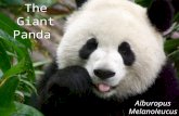 The Giant Panda Aiburopus Melanoleucus. Fertilization The panda reproduces sexually The panda carries it’s babies in it’s womb so it’s internal The panda.