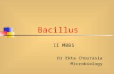 Bacillus II MBBS Dr Ekta Chourasia Microbiology. 28/02/2008Dr Ekta Chourasia, Microbiology Introduction Sporing rod shaped bacteria: 2 groups 1. Aerobic.