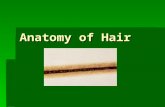 Anatomy of Hair. This is a cross section of a hair showing all three layers