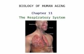 BIOLOGY OF HUMAN AGING Chapter 11 The Respiratory System.