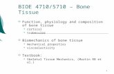 1 BIOE 4710/5710 – Bone Tissue  Function, physiology and composition of bone tissue cortical trabecular  Biomechanics of bone tissue mechanical properties.