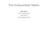 The Extracellular Matrix Jeff Miner 7717 Wohl Clinic 362-8235 minerj@wustl.edu.