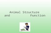 Animal Structure and Function. Functional Anatomy Animal adaptations evolved through time by natural selection. Can also adapt over short periods of time.