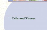Cells and Tissues. Body Tissues  Cells are specialized for particular functions  Histology – the study of tissue  Tissues  Groups of cells with similar.