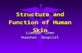 Structure and Function of Human Skin Lianjun Chen Huashan Hospital.