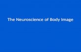 The Neuroscience of Body Image. Overview How does the brain process body image? Is there a difference between the sexes? Prevalence of eating disorders.
