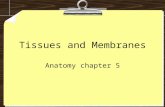 Tissues and Membranes Anatomy chapter 5. Body Tissues A tissue is a group of cells that have similar structures and that function together as a unit.