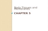 CHAPTER 5 Body Tissues and Membranes. What are tissues? Cells are organized into groups and layers called TISSUES Each tissue is composed of similar cells.