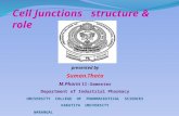 Cell Junctions structure & role presented by Suman.Thota M.Pharm I I-Semester Department of Industrial Pharmacy UNIVERSITY COLLEGE OF PHARMACEUTICAL SCIENCES.