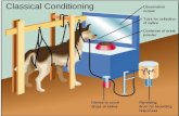 Classical Conditioning. A. Definitions 1.Classical conditioning: learning that takes place when originally neutral stimulus comes to produce a conditioned.