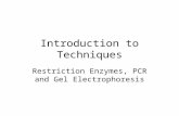 Introduction to Techniques Restriction Enzymes, PCR and Gel Electrophoresis.