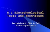 6.1 Biotechnological Tools and Techniques Recombinant DNA & Gel electrophoresis.