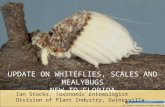 Ian Stocks, Division of Plant Industry Ian Stocks, Taxonomic Entomologist Division of Plant Industry, Gainesville UPDATE ON WHITEFLIES, SCALES AND MEALYBUGS.
