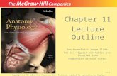 Chapter 11 Lecture Outline See PowerPoint Image Slides for all figures and tables pre-inserted into PowerPoint without notes. 11-1 Copyright (c) The McGraw-Hill.