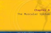 Slide 0 Copyright © 2004. Mosby Inc. All Rights Reserved. Chapter 6 The Muscular System.