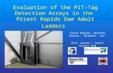 Evaluation of the PIT-Tag Detection Arrays in the Priest Rapids Dam Adult Ladders Steve Anglea, Anthony Carson – Biomark, Inc. Eric Lauver – Grant County.