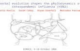 Katia Koelle Sarah Cobey Bryan Grenfell Mercedes Pascual Epochal evolution shapes the phylodynamics of interpandemic influenza (H3N2) DIMACS, 9-10 October.