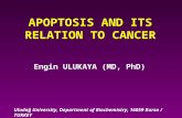 APOPTOSIS AND ITS RELATION TO CANCER Engin ULUKAYA (MD, PhD) Uludağ University, Department of Biochemistry, 16059 Bursa / TURKEY.