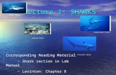 Lecture 1: SHARKS Corresponding Reading Material ~ Shark section in Lab Manual ~ Levinton: Chapter 8 Angel Shark Hammerhead Sharks Leopard Shark Thresher.