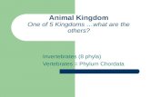 Animal Kingdom One of 5 Kingdoms …what are the others? Invertebrates (8 phyla) Vertebrates = Phylum Chordata.